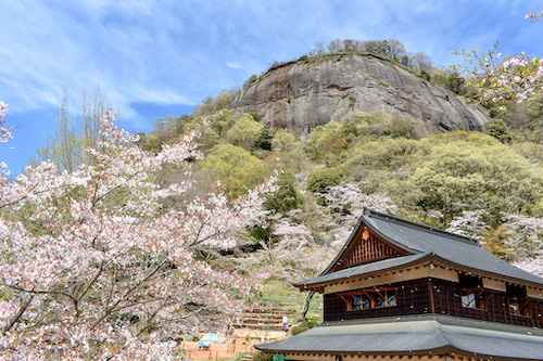 hanami_iwadonosan-sakura1.jpg